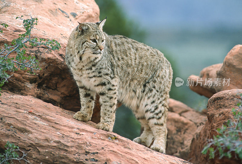 山猫(Lynx rufus)，也被称为红山猫，是一种中型猫，原产于北美。它的分布范围从加拿大南部到美国大部分地区，再到墨西哥的瓦哈卡州。蒙大拿东冰川。